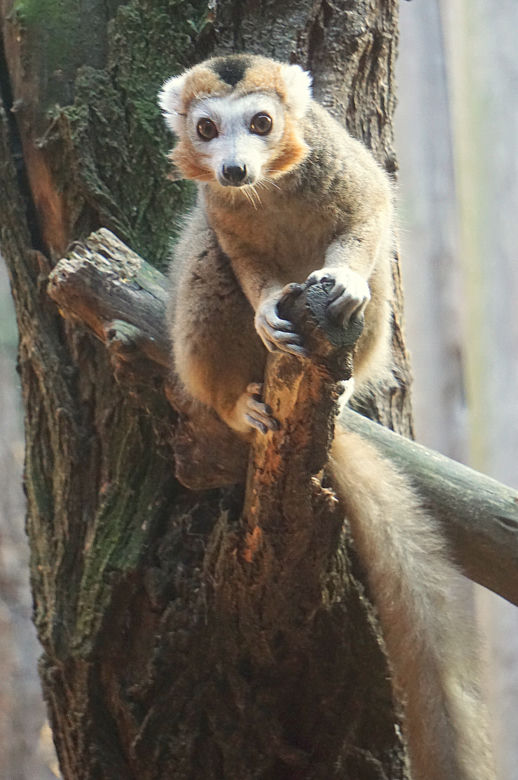 Lemury koroniaste we wrocławskim zoo