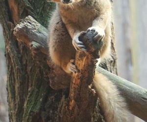 Lemury koroniaste we wrocławskim zoo