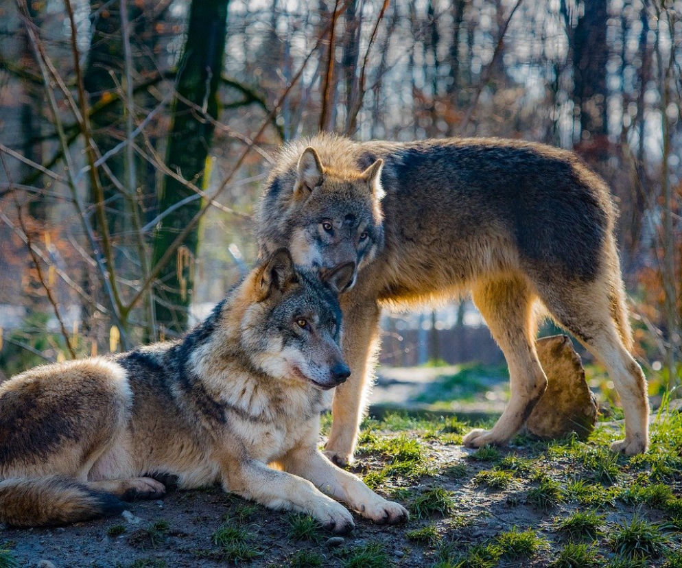 Wilki