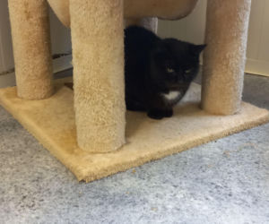 Mruczki w roli głównej. Dzień Kota w schronisku dla bezdomnych zwierząt w Henrykowie