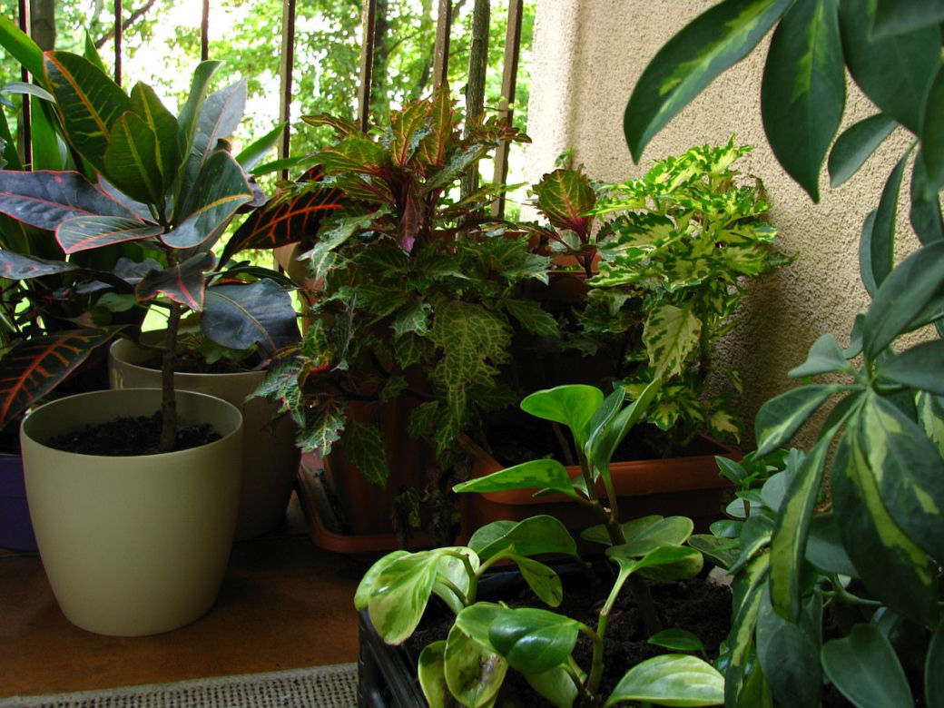 Koleusy i trzmieliny na balkonie