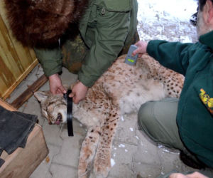 Nowe zwierzęta we wrocławskim zoo