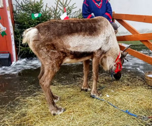 Jarmark Bożonarodzeniowy na Zamku Książąt Pomorskich w Szczecinie