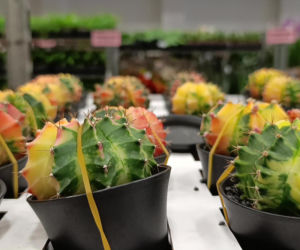 Festiwal Roślin w Enea Arenie