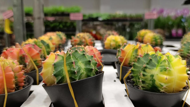 Festiwal Roślin w Enea Arenie