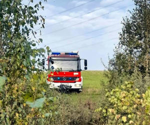 Klonorejść. Krowa ugrzęzła w bagnie.