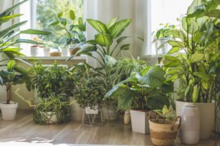 Najpiękniejsze kwiaty doniczkowe do domu. Jakie warto mieć?