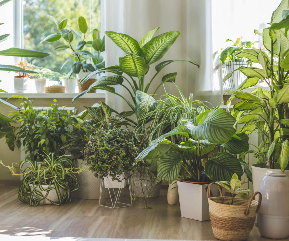 Najpiękniejsze kwiaty doniczkowe do domu. Jakie warto mieć?