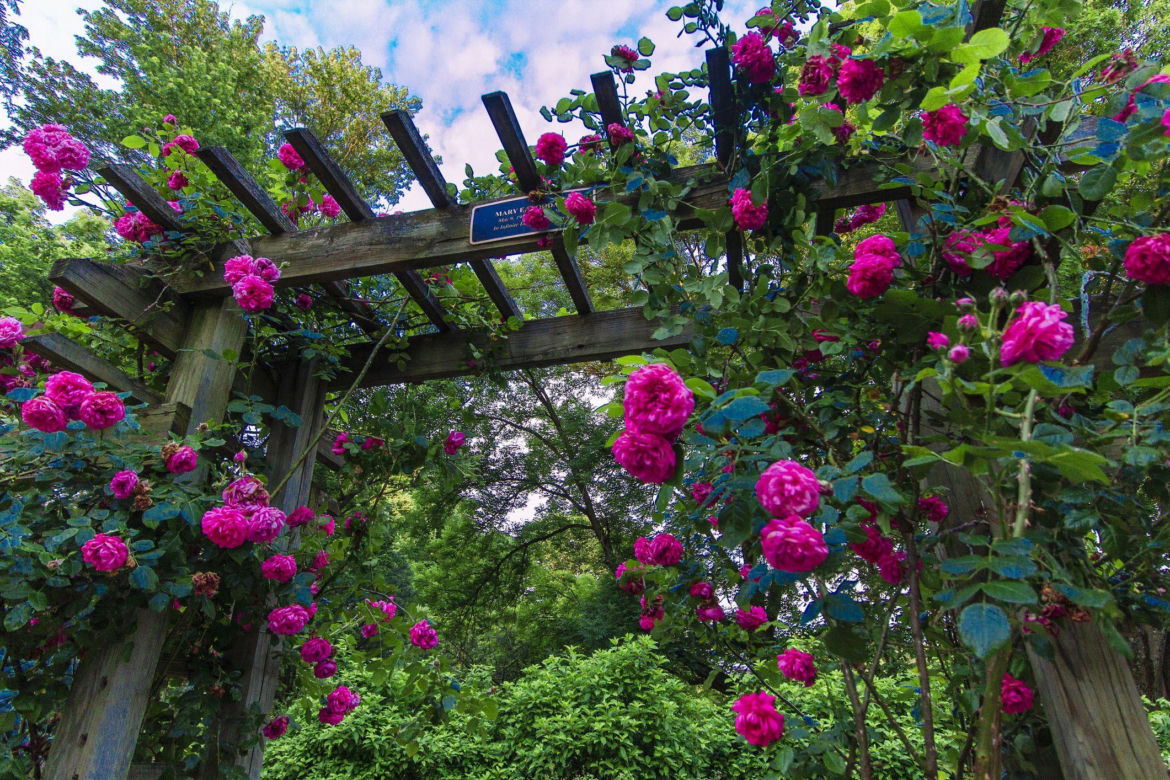 Pergola ogrodowa