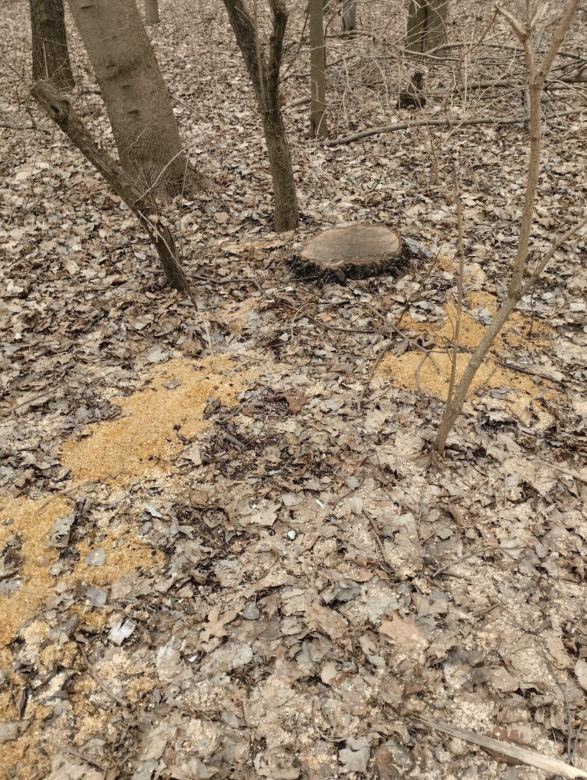 Dewastacja na terenie Doliny Lipinki w Świętochłowicach. Wycinają drzewa, niszczą tablice