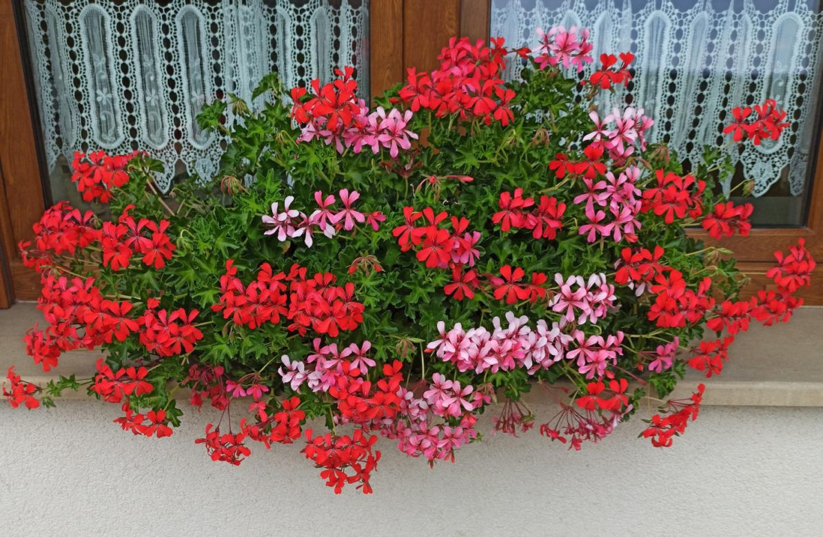 Zapomnij o pelargoniach. To najmodniejsza roślina balkonowa tego roku