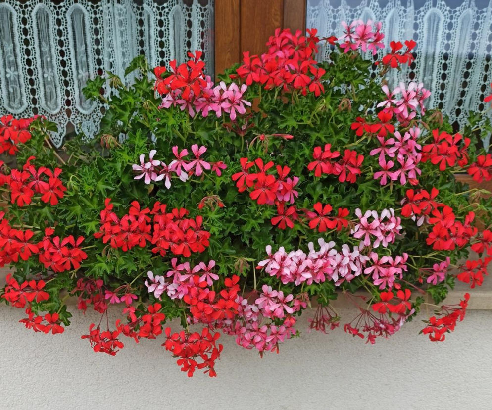 Zapomnij o pelargoniach. To najmodniejsza roślina balkonowa tego roku