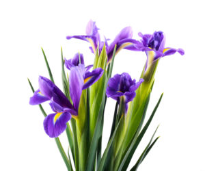 Irys (Iris)