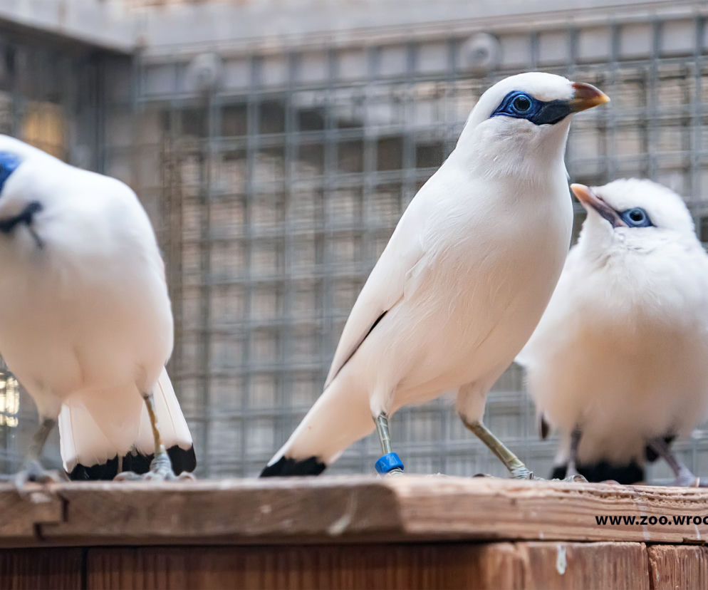 We wrocławskim zoo wykluły się szpaki balijskie