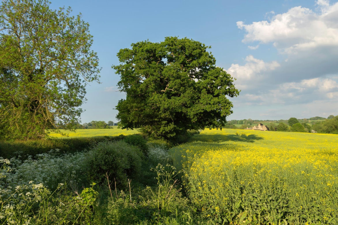 Wymysły