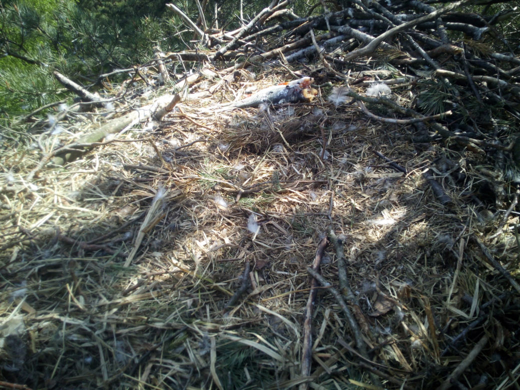 Szukamy imienia dla bielika
