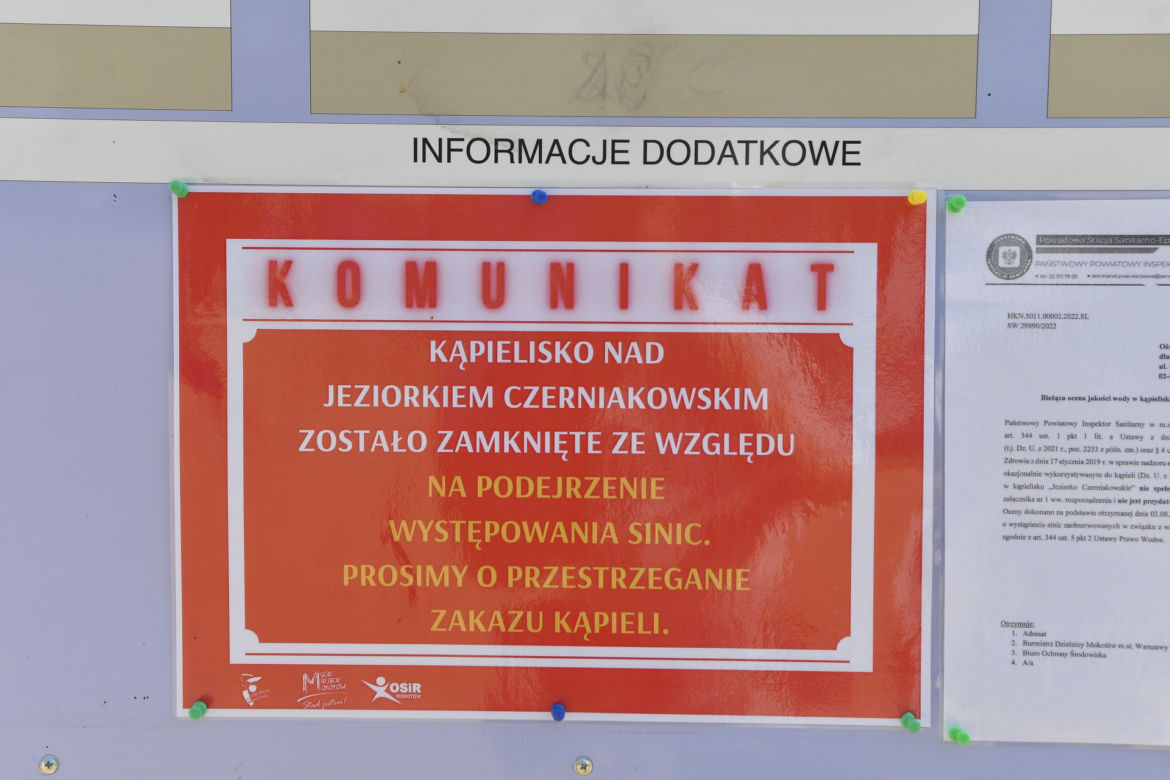 Sinice na jeziorku Czerniakowskim