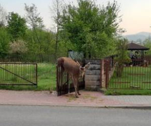 Piękny jeleń NABIŁ się na ogrodzenie. STRASZNY los zwierzęcia