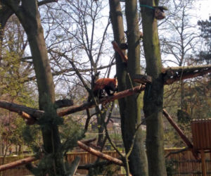 Pandy w Ogrodzie Zoobotanicznym w Toruniu