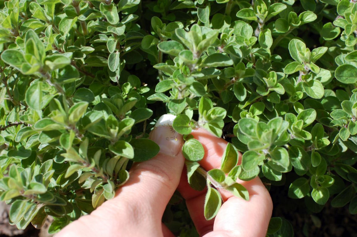 Oregano