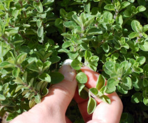 Oregano