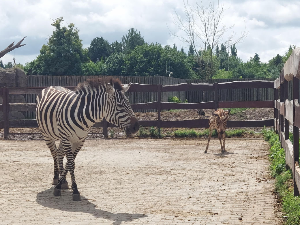 Mała zebra w zamojskim ZOO