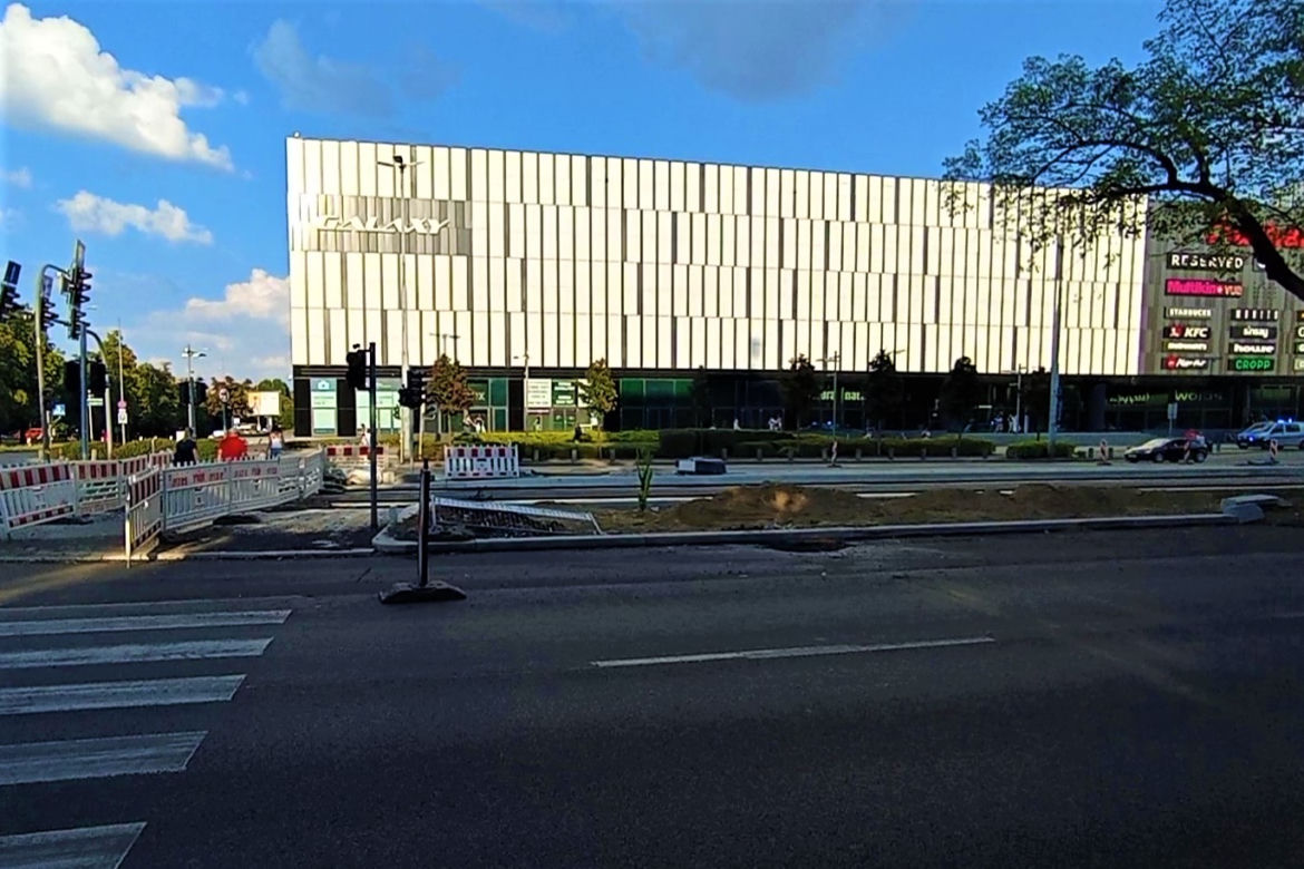 W centrum Szczecina wyrosła dorodna... kukurydza!