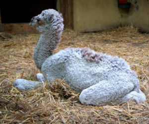 Wielbłądziatko przyszło na świat we wrocławskim zoo
