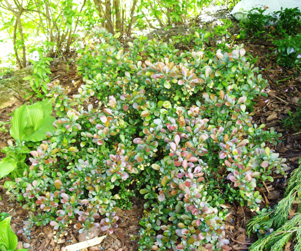 Berberys Thunberga 'Red Carpet'