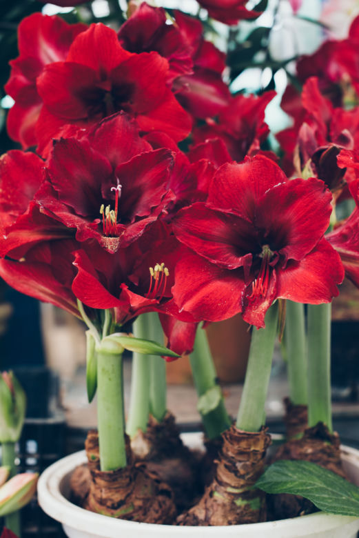 Hippeastrum