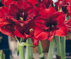Hippeastrum