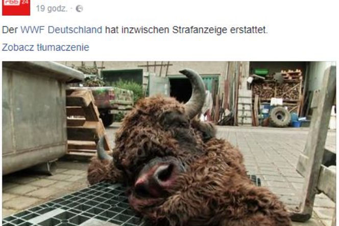 Żubr-wędrowniczek zastrzelony w Niemczech