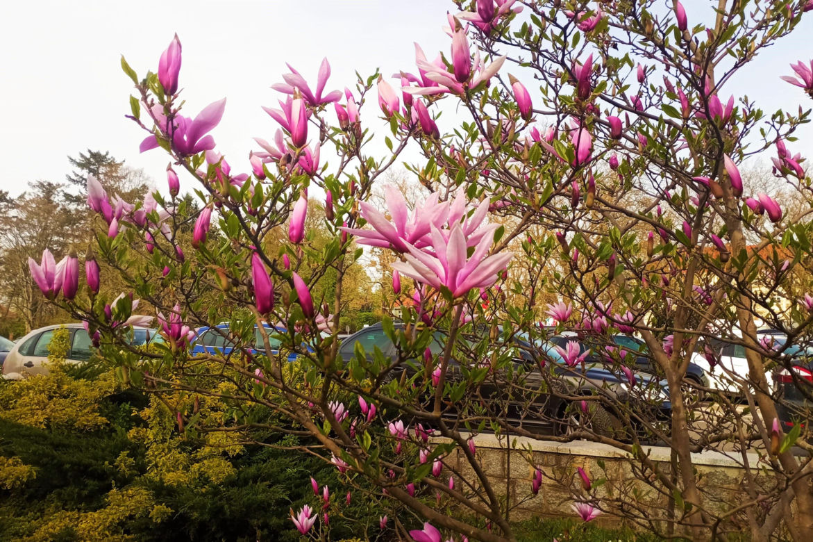 Magnolie w Szczecinie