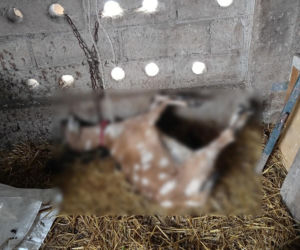 Policja rozbiła grupę złodziei bydła. Pięciu mężczyzn z zarzutami