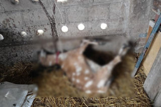 Policja rozbiła grupę złodziei bydła. Pięciu mężczyzn z zarzutami