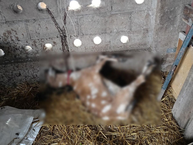 Policja rozbiła grupę złodziei bydła. Pięciu mężczyzn z zarzutami