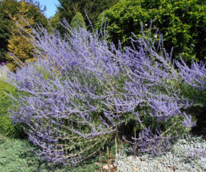 Ta roślina do złudzenia przypomina lawendę. Ma niewielkie wymagania, a z jej uprawą poradzi sobie nawet początkujący ogrodnik