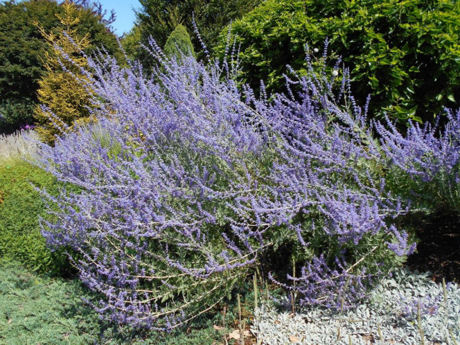 Ta roślina do złudzenia przypomina lawendę. Ma niewielkie wymagania, a z jej uprawą poradzi sobie nawet początkujący ogrodnik