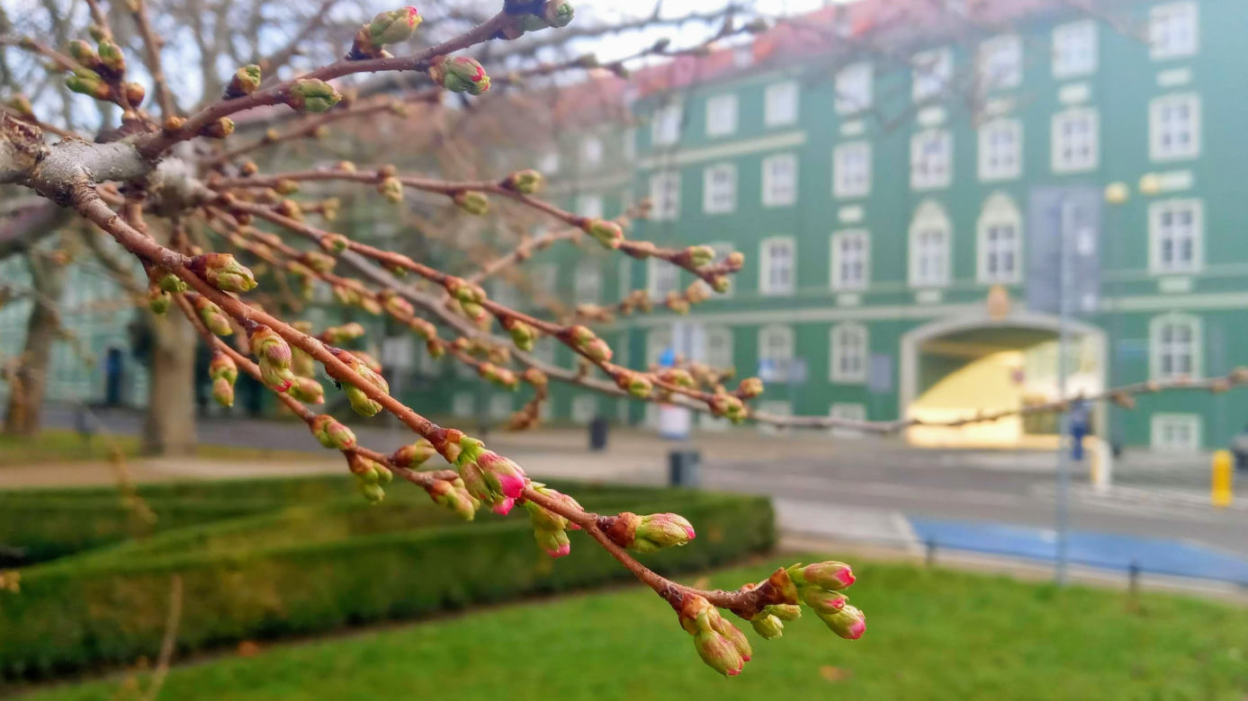 W grudniu na Jasnych Błoniach zakwitła wiśnia japońska