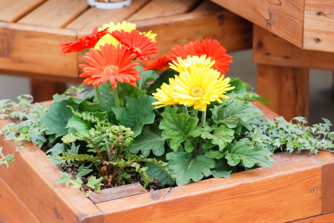Gerbera Jamesona (Gerbera Jamesonii)  