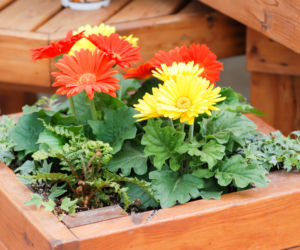 Gerbera Jamesona (Gerbera Jamesonii)  