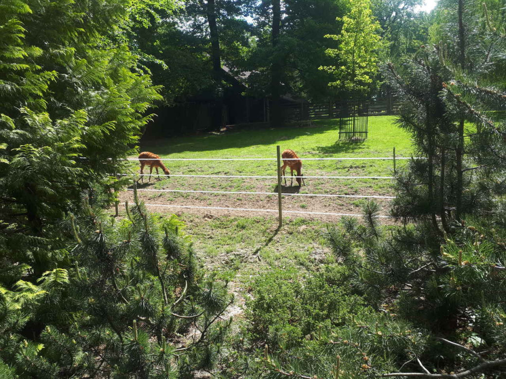 Krakowskie ZOO wznowiło działanie i zaprasza do odwiedzin