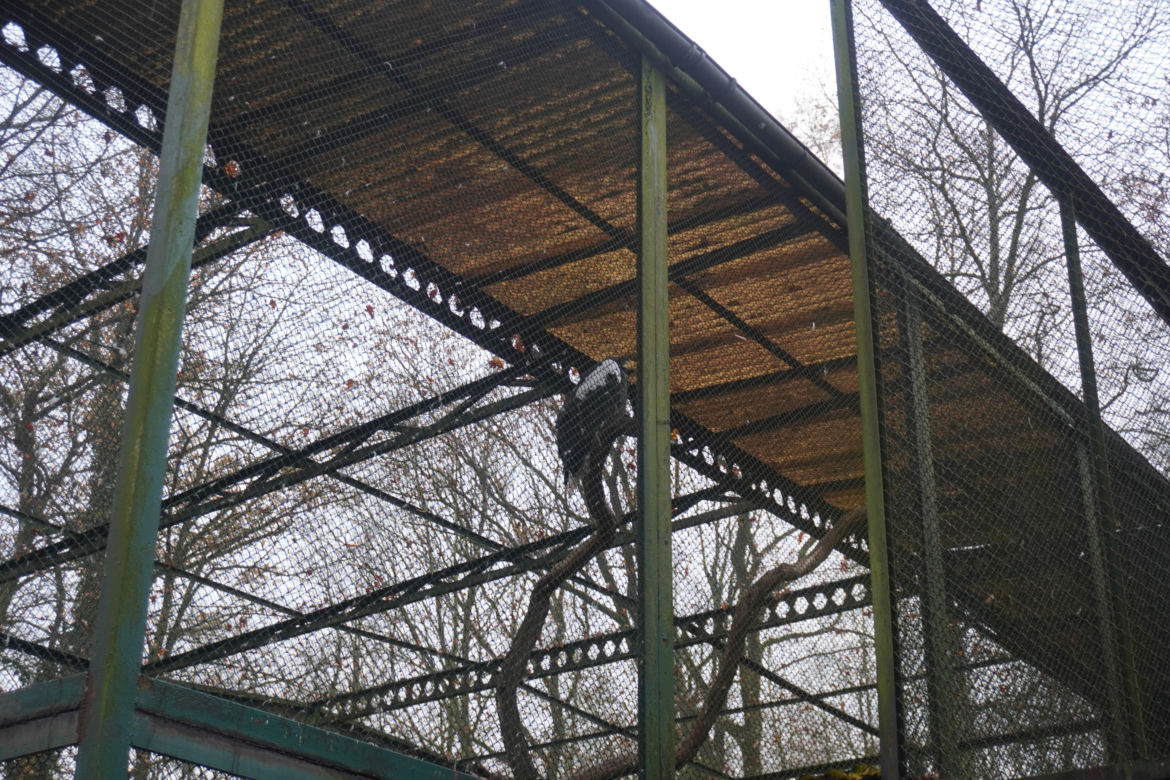 Zoo w Poznaniu zimą