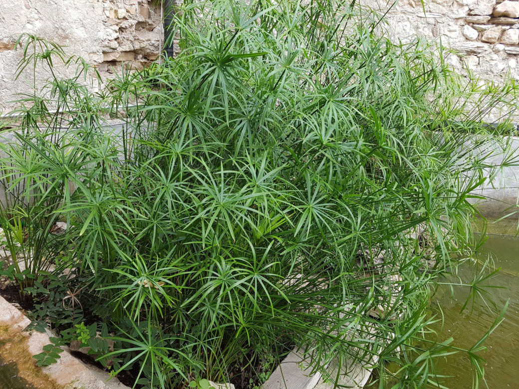 Papirus