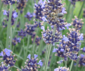 Lawenda wąskolistna  ‘Aromatico’ 