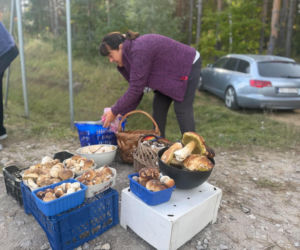 Ile kosztują grzyby w Świętokrzyskiem? Takie ceny grzybiarze podają przy drogach