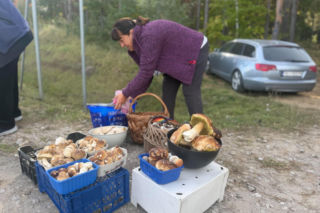 Ile kosztują grzyby w Świętokrzyskiem? Takie ceny grzybiarze podają przy drogach