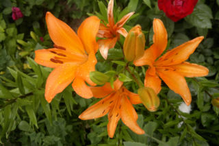 Lilia 'Brunello' - Lilium 'Brunello'