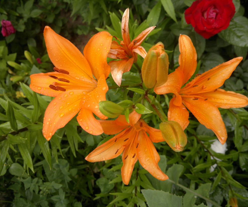 Lilia 'Brunello'