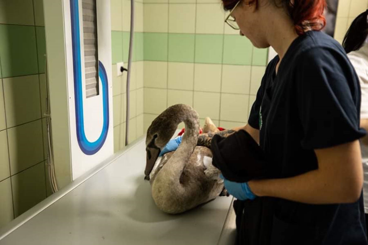 Łabędź połknął haczyk wędkarski [GALERIA]